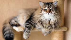 4 Cat plemena, která jsou schopna vyléčit majitele